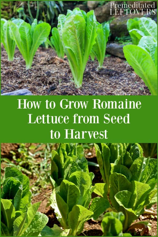 How To Grow Romaine Lettuce From Seeds Or Seedlings To Harvest
