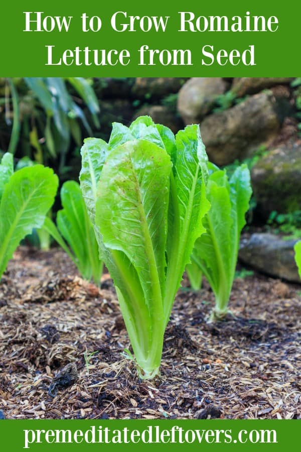 romaine lettuce sprouts