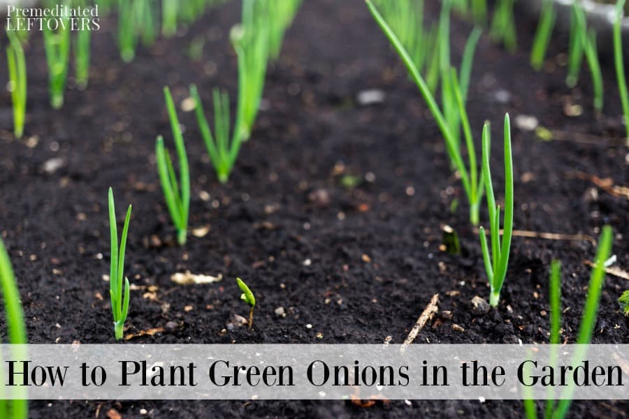 planting green onions