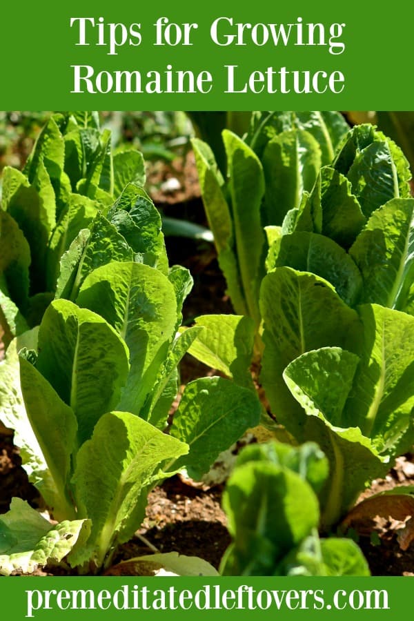 Growing romaine lettuce