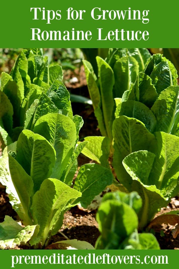 How To Grow Romaine Lettuce From Seeds Or Seedlings To Harvest