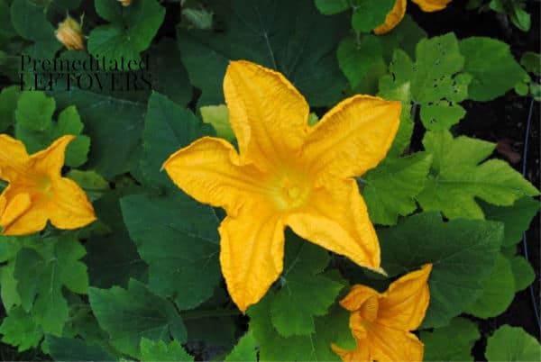 Tips for growing acorn squash in your vegetable garden.