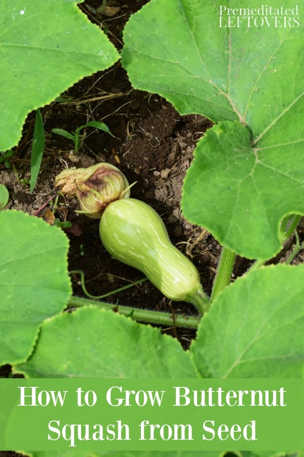 Growing butternut squash plant