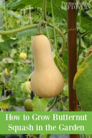 How To Grow Butternut Squash In The Garden 300x450 