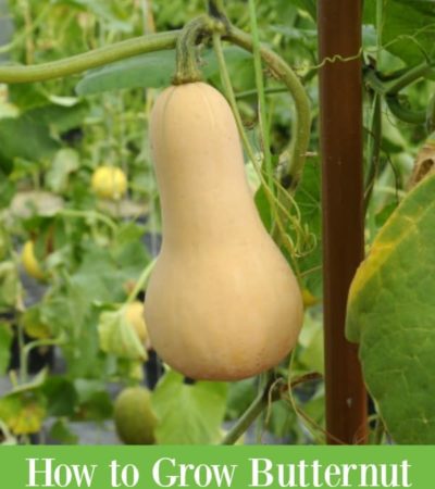 How to grow butternut squash in the garden