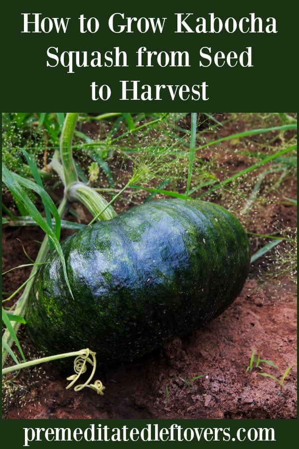 Kabocha squash growing in the garden