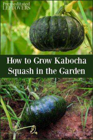 Growing kabocha squash