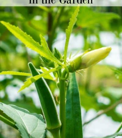 How to grow okra