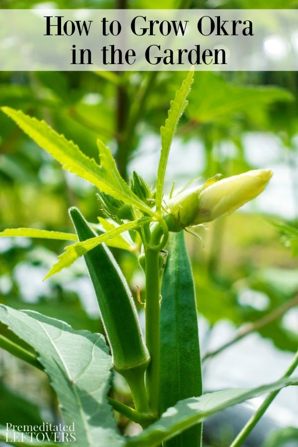 How to grow okra