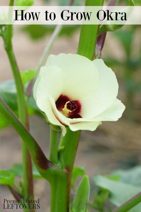 Okra flower