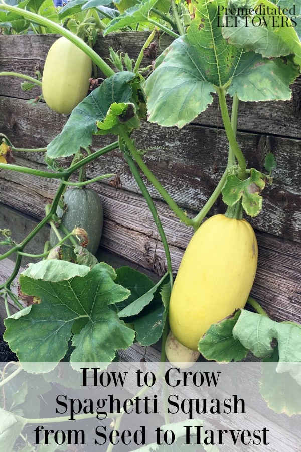 winter squash seedlings