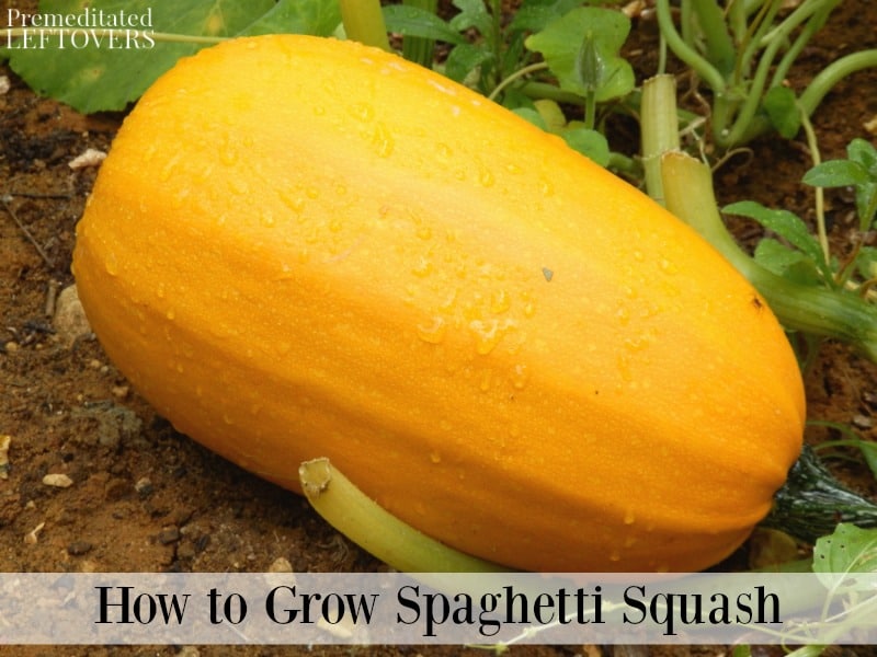 Spaghetti squash growing in the garden