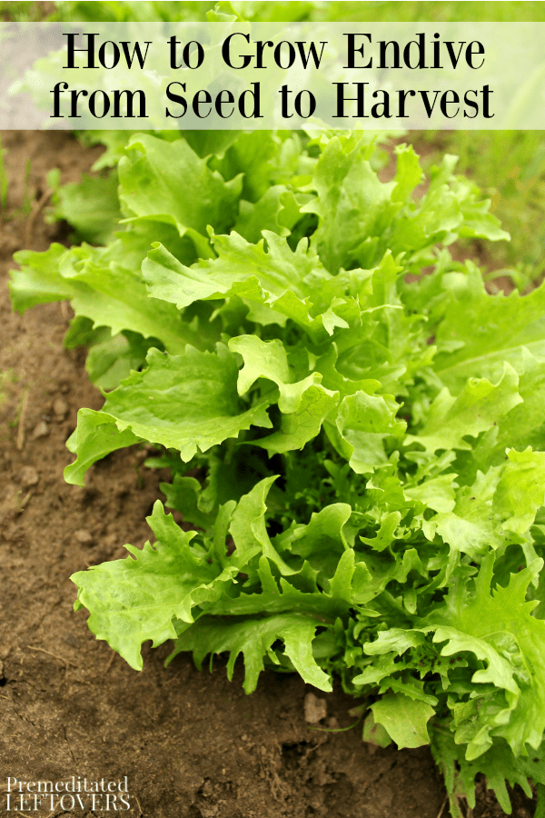 How to grow endive