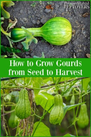 How to Grow Gourds in the Garden from Seed to Harvest