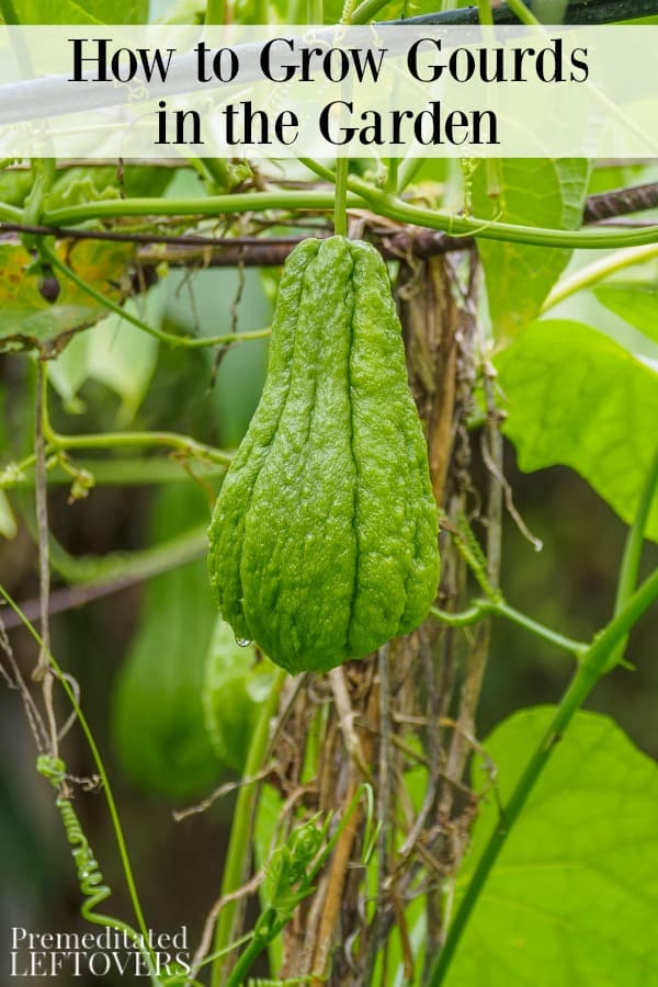 How to grow gourds