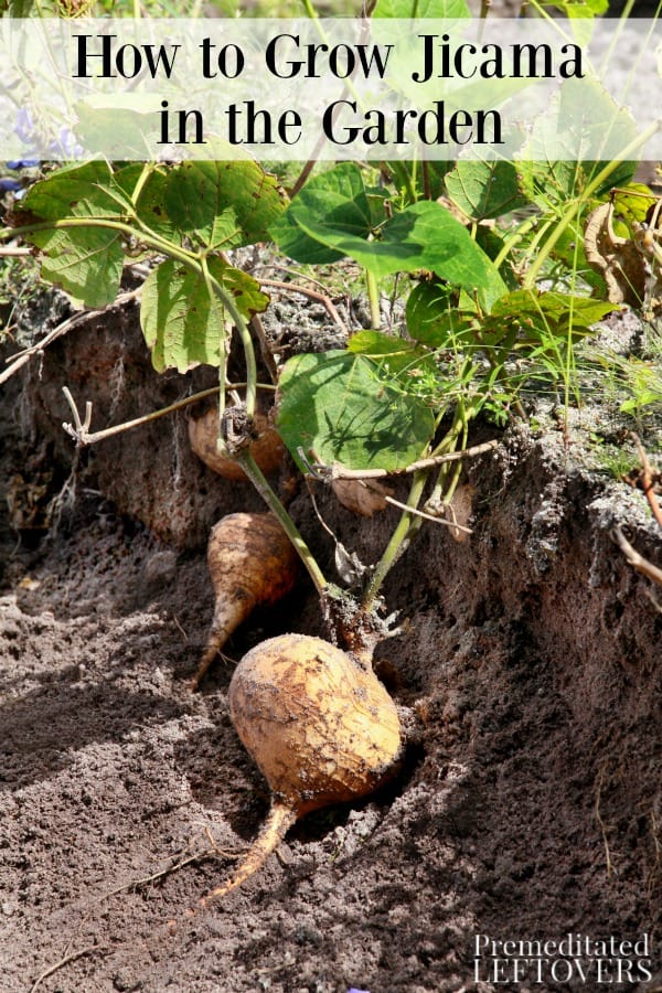 How to grow jicama