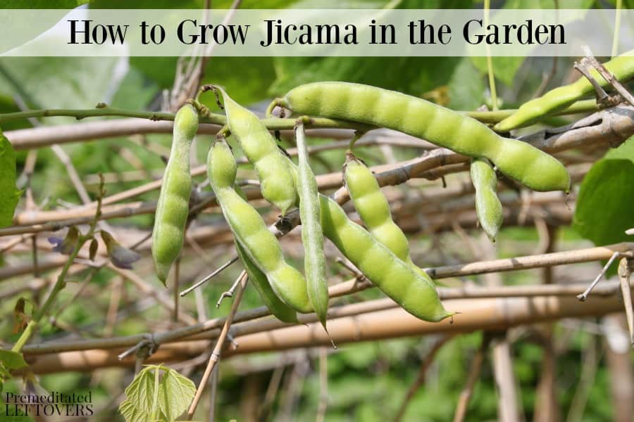 Growing jicama