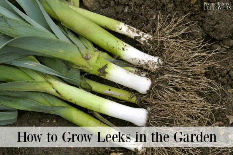 How to Grow Leeks in the Garden: A Guide to Planting, Caring for, and ...