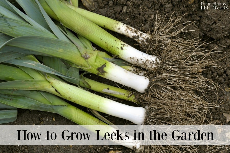 Harvested leeks