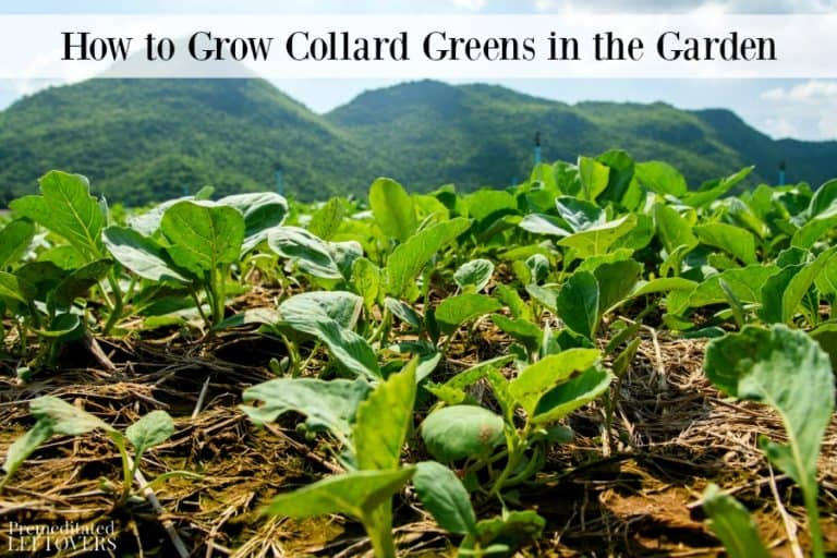 How to Grow Collard Greens in the Garden Premeditated Leftovers™