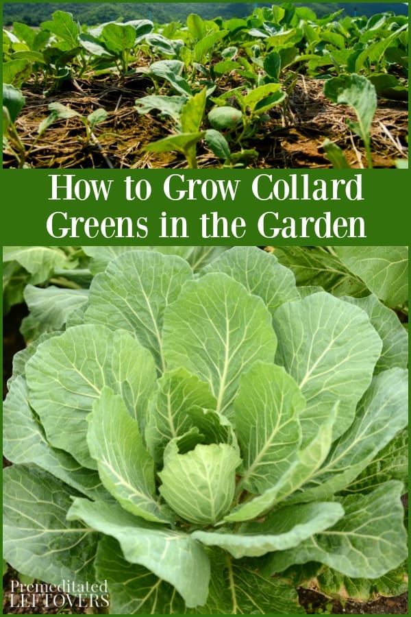 https://premeditatedleftovers.com/wp-content/uploads/2018/11/How-to-Grow-Collard-Greens-in-the-Garden.jpg