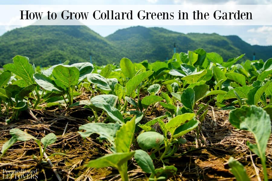 How to Grow Collard Greens in the Garden Premeditated