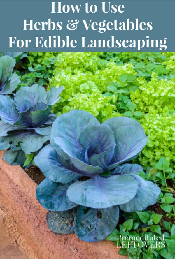 How to use herbs and vegetables in your yard as edible landscaping.
