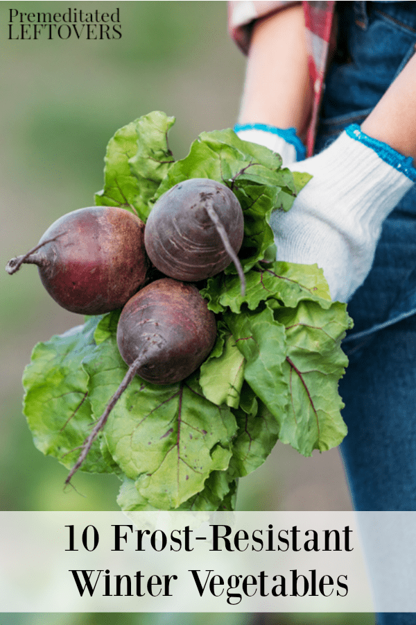 Frost resistant winter vegetables to grow