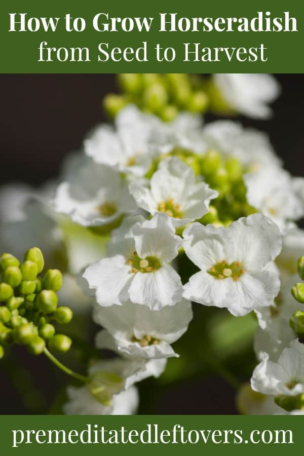 Horseradish flowers