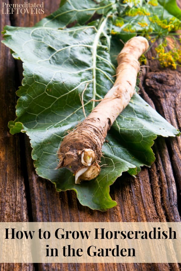 How to grow horseradish