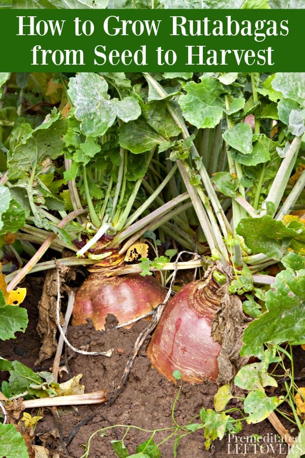 Growing rutabagas in the garden