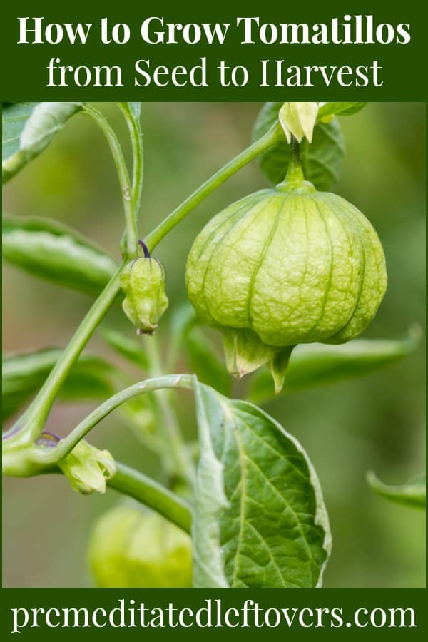 Growing tomatillos in the garden