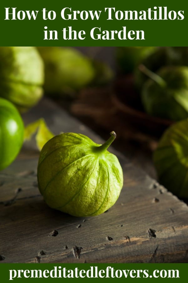 How to grow tomatillos