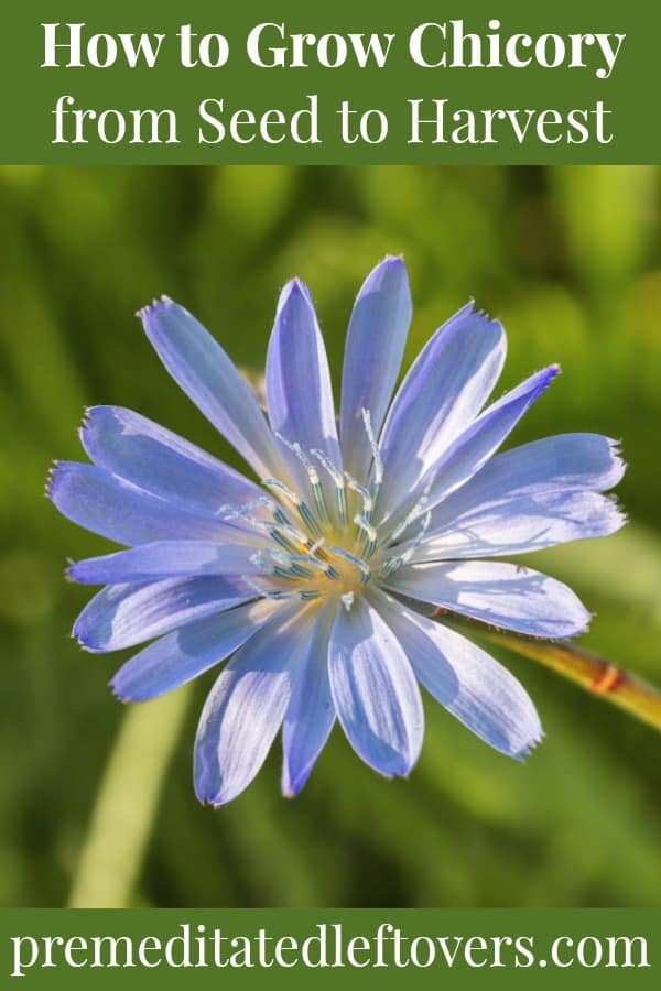 Chicory flower growing in the garden