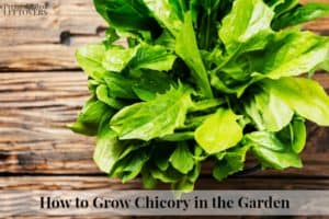 How to Grow Chicory in the Garden from Seed or Seedlings