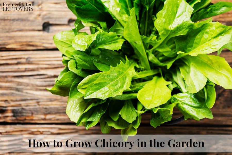 How to grow chicory greens