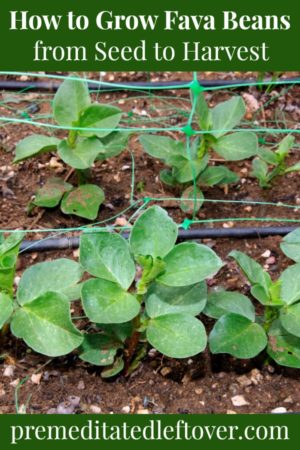 How to Grow Fava Beans in the Garden from Seeds or Seedlings