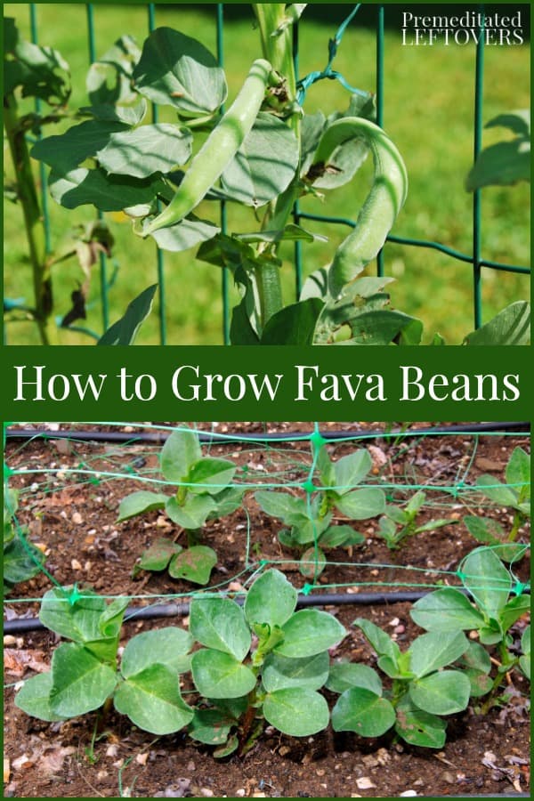 How to Grow Fava Beans in the Garden from Seeds or Seedlings