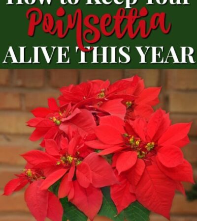 This is how to keep your poinsettia plant alive this year. Use these tips to care for poinsettias, so they will live beyond the holidays.