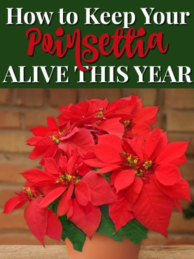 How to Keep Your Poinsettias Alive This Year – Story