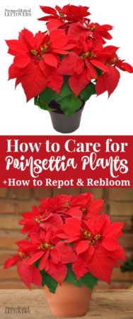 how to care for poinsettia plants including how to transplant and rebloom poinsettias