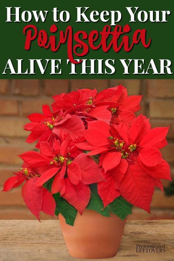 This is how to keep your poinsettia plant alive this year. Use these gardening tips to care for poinsettias, including watering, feeding, and transplanting so they will live beyond the holidays and rebloom next Christmas.
