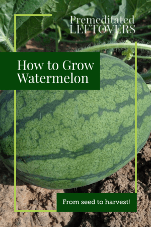 Use these tips on How to Grow Watermelon in your garden this summer. Tips for growing watermelon, including how to plant watermelon seeds and watermelon seedlings, and how to harvest watermelon.