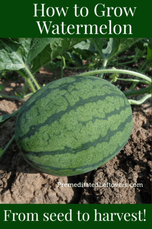 Use these tips on How to Grow Watermelon in your garden this summer. Tips for growing watermelon, including how to plant watermelon seeds and watermelon seedlings, and how to harvest watermelon.