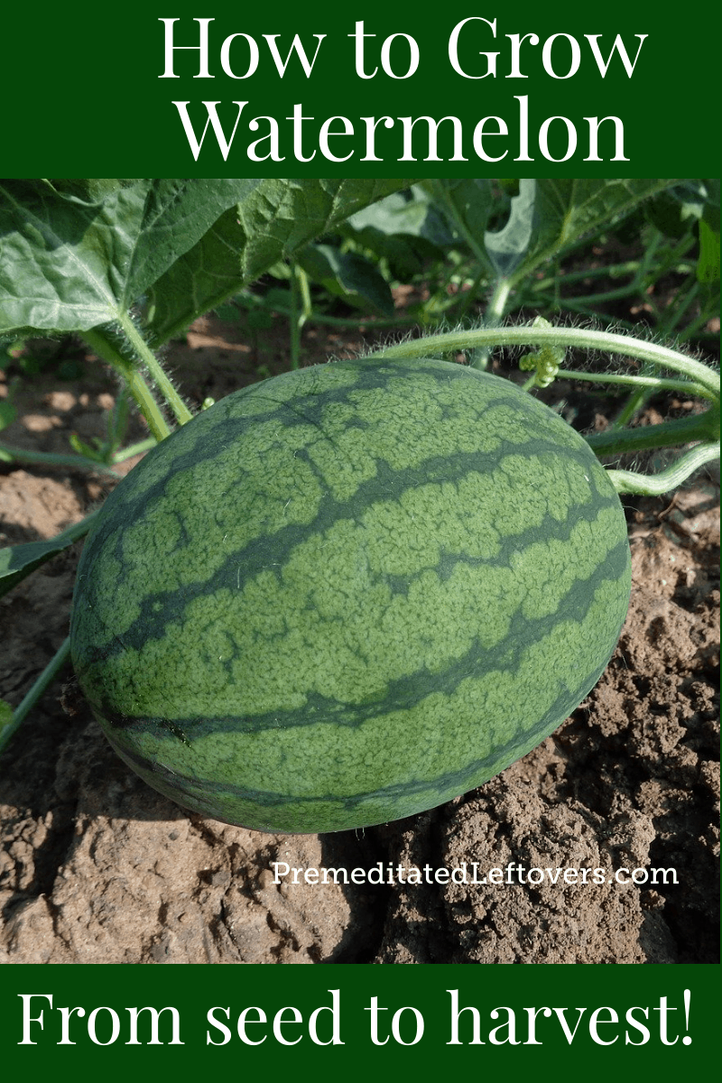 How to Grow Watermelon