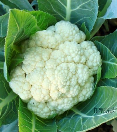 a mature head of cauliflower growing in a garden