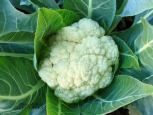 best way to grow cauliflower from seed