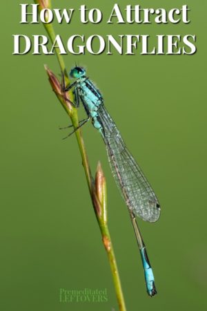 a blue dragonfly on a branch