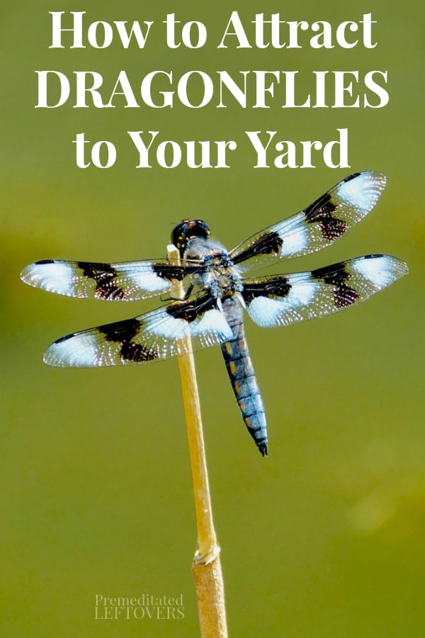 blue dragonfly on a stick