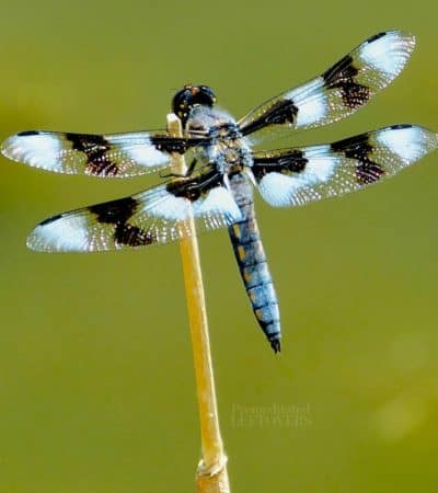 blue dragonfly on a twig